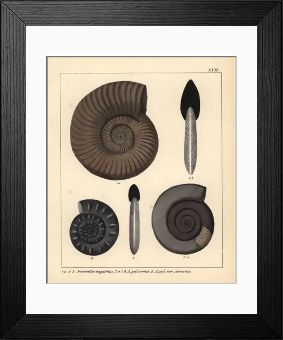 Framed Print : Fossils of extinct encephalopods Framed Print : Fossils of extinct encephalopods