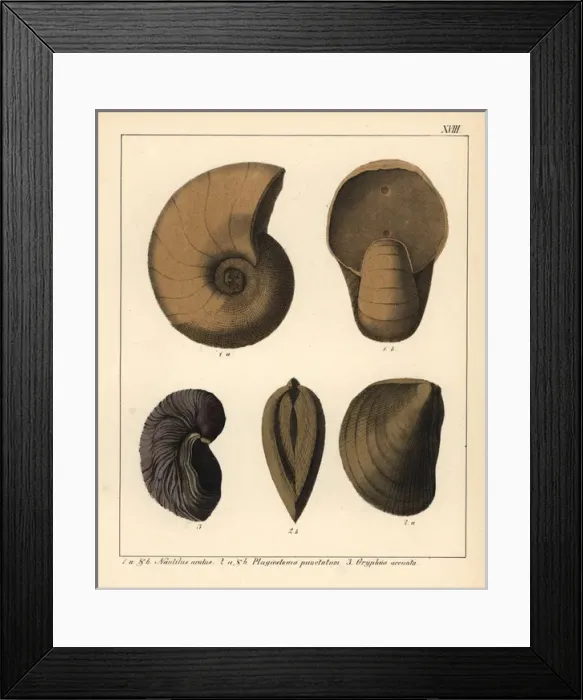 Framed Print : Fossils of extinct cephalopods Framed Print : Fossils of extinct cephalopods