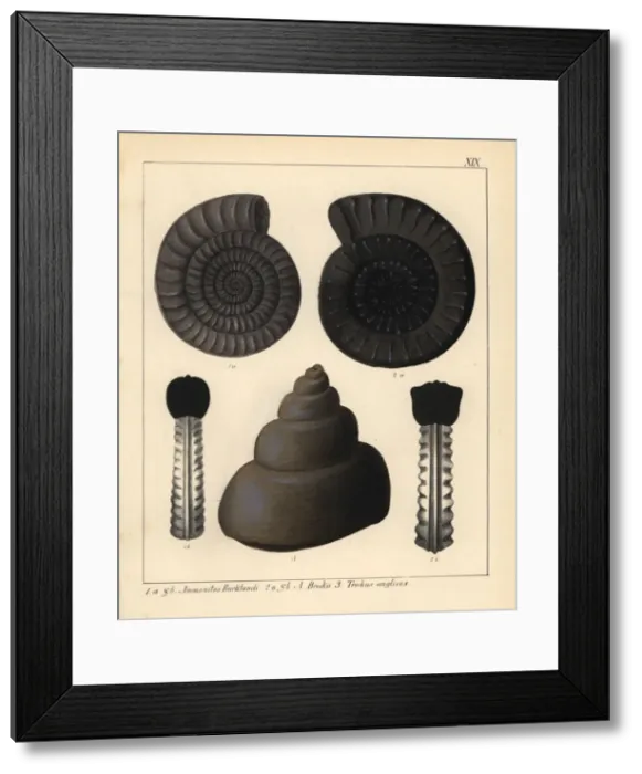 Framed Print : Fossils of extinct cephalopods