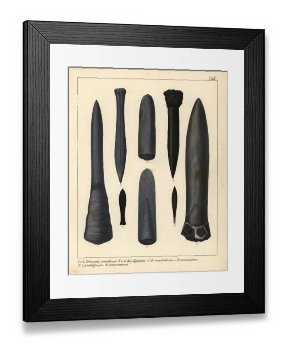 Framed Print : Fossils of extinct marine cephalopods, ancestors Framed Print : Fossils of extinct marine cephalopods, ancestors