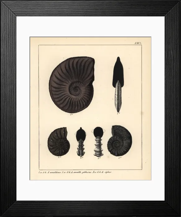 Framed Print : Extinct fossil Ammonites amaltheus, A gibbosus and A ziphus Framed Print : Extinct fossil Ammonites amaltheus, A gibbosus and A ziphus