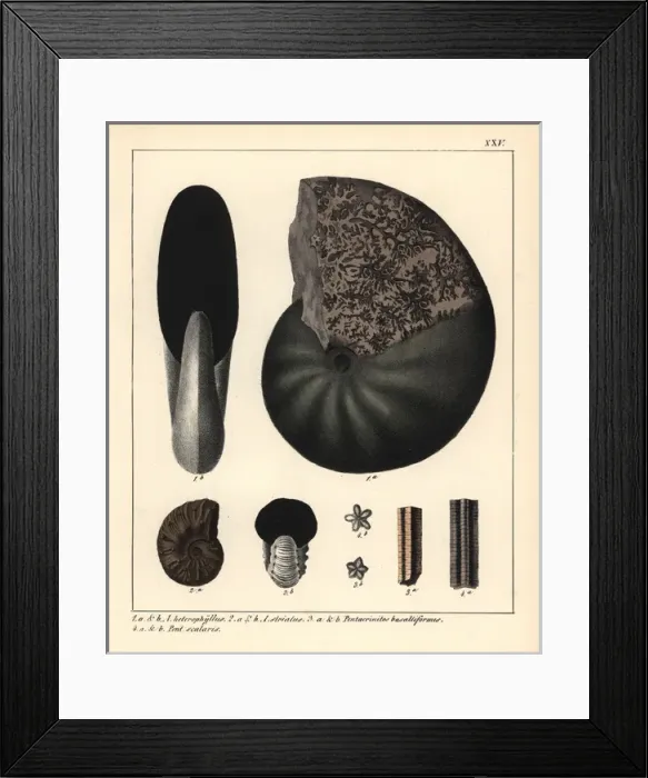 Framed Print : Extinct fossil ammonites Framed Print : Extinct fossil ammonites