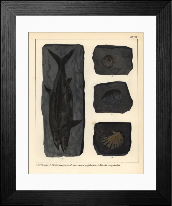 Framed Print : Extinct fossil fish Thryssops, and shells Patella Framed Print : Extinct fossil fish Thryssops, and shells Patella