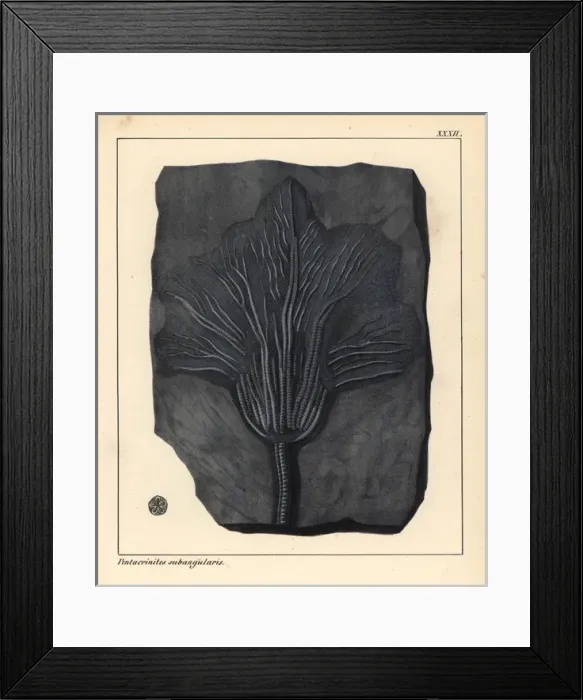 Framed Print : Fossil of Pentacrinites subangularis, extinct Framed Print : Fossil of Pentacrinites subangularis, extinct