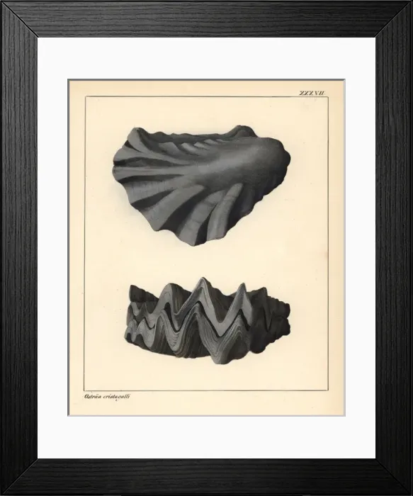 Framed Print : Extinct fossil oyster, Ostraa cristagalli Framed Print : Extinct fossil oyster, Ostraa cristagalli