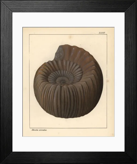 Framed Print : Extinct fossil gastropod: Ammonites coronatus Framed Print : Extinct fossil gastropod: Ammonites coronatus