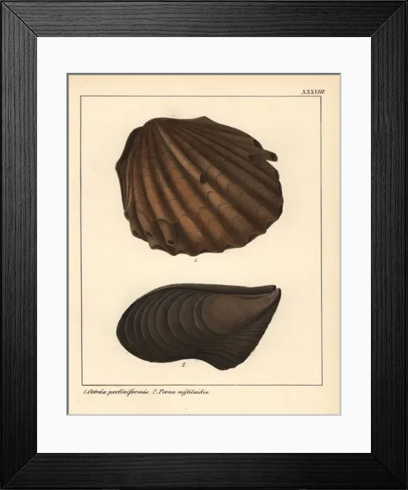 Framed Print : Extinct fossil oyster, Ostraa pectiniformis Framed Print : Extinct fossil oyster, Ostraa pectiniformis