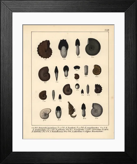 Framed Print : Fossils of extinct ammonites Framed Print : Fossils of extinct ammonites