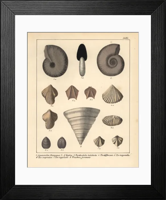 Framed Print : Fossils of extinct Ammonites, Terebratula Framed Print : Fossils of extinct Ammonites, Terebratula
