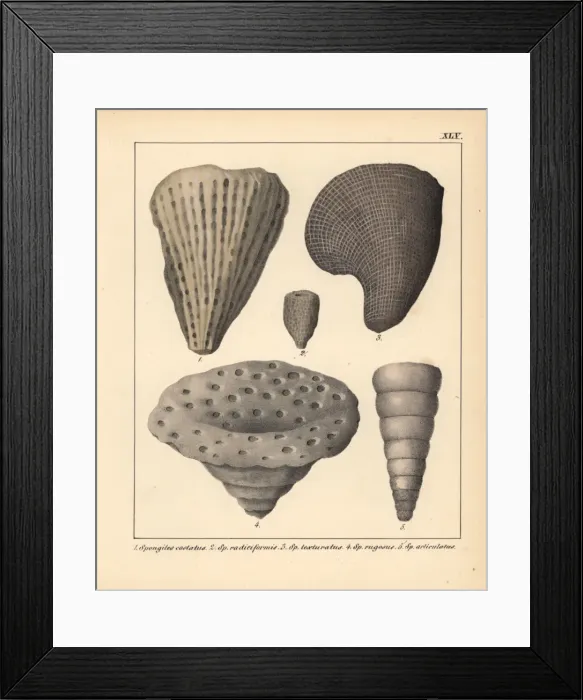 Framed Print : Fossils of extinct Spongites species Framed Print : Fossils of extinct Spongites species