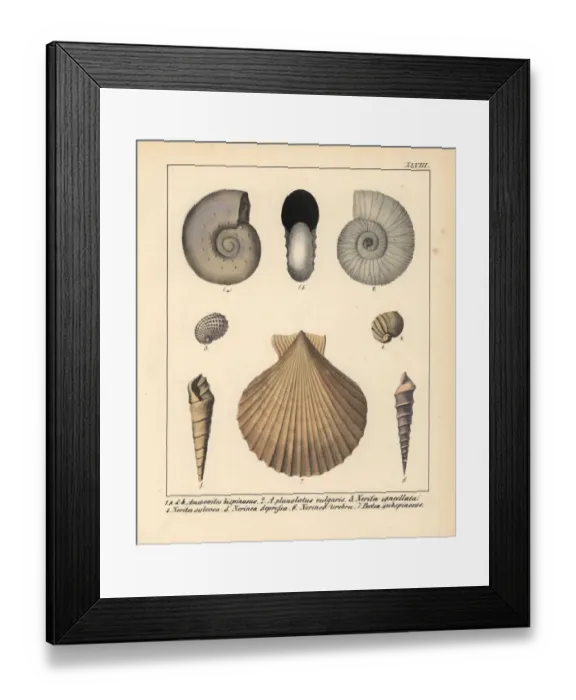 Framed Print : Fossils of extinct Ammonites, Nerita, Nerinea Framed Print : Fossils of extinct Ammonites, Nerita, Nerinea