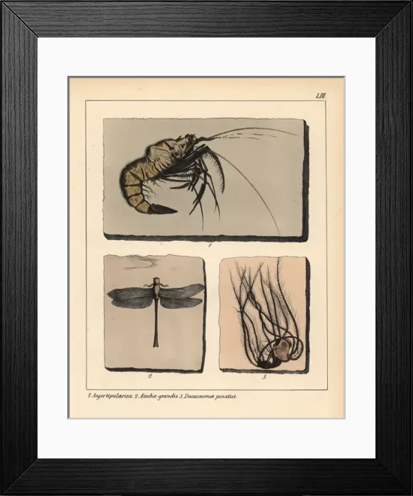 Framed Print : Fossils of extinct Jurassic prawn, Aeger tipularius Framed Print : Fossils of extinct Jurassic prawn, Aeger tipularius