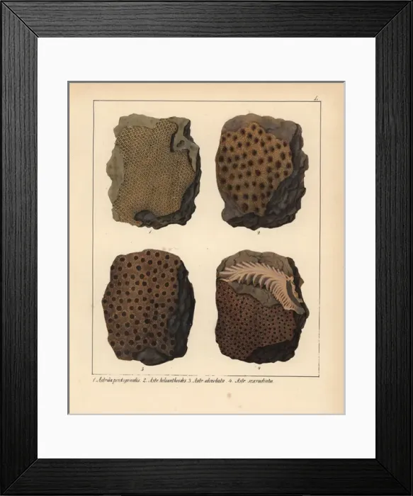 Framed Print : Fossils of extinct Astraea pentagonalis, A Framed Print : Fossils of extinct Astraea pentagonalis, A