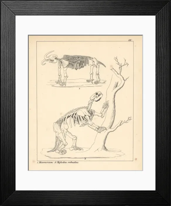 Framed Print : Skeleton of the American mastodon, Mammut americanum Framed Print : Skeleton of the American mastodon, Mammut americanum