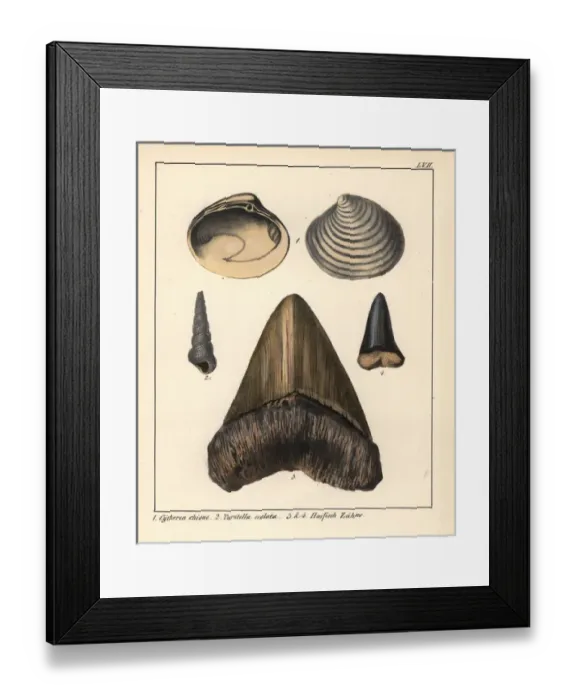 Framed Print : Fossil smooth clam Cytheria chione, sea snail Framed Print : Fossil smooth clam Cytheria chione, sea snail