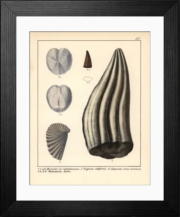 Framed Print : Micraster cor-testudinarium, Trigonia alaeformis Framed Print : Micraster cor-testudinarium, Trigonia alaeformis