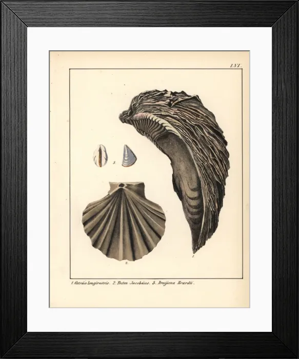 Framed Print : Extinct fossil of an oyster Ostraea longirostris Framed Print : Extinct fossil of an oyster Ostraea longirostris