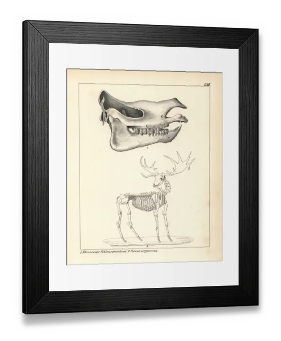 Framed Print : Skull of the Rhinoceros schleirmacheri Framed Print : Skull of the Rhinoceros schleirmacheri