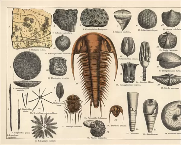 Trilobite, sponge and zoophyte fossils