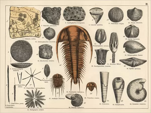 Trilobite, sponge and zoophyte fossils