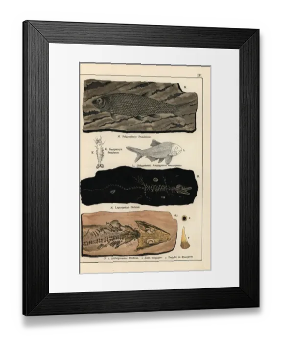 Framed Print : Fossils of fish, crustaceans, and amphibians Framed Print : Fossils of fish, crustaceans, and amphibians