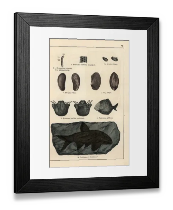 Framed Print : Animal, shell and fish fossils Framed Print : Animal, shell and fish fossils