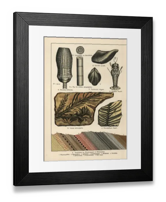 Framed Print : Fossil conifer trees, shells and lobster Framed Print : Fossil conifer trees, shells and lobster