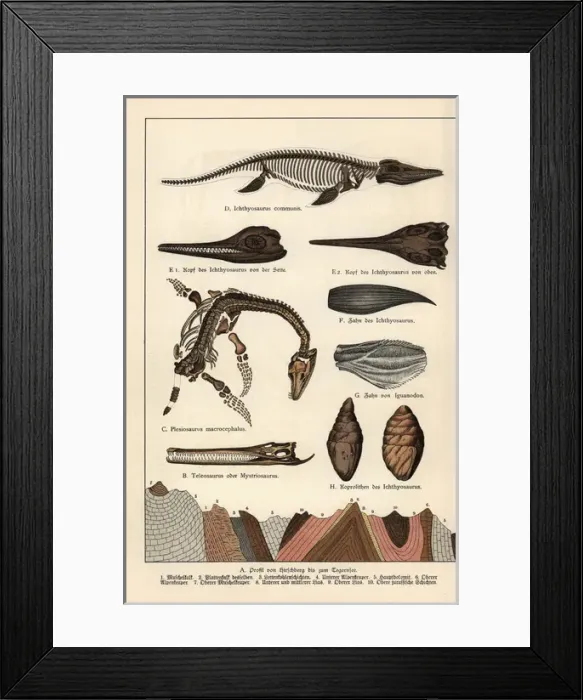 Framed Print : Fossil skeleton, tooth, skull and excrement Framed Print : Fossil skeleton, tooth, skull and excrement