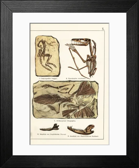 Framed Print : Fossils of skeletons of extinct dinosaurs and mammals Framed Print : Fossils of skeletons of extinct dinosaurs and mammals