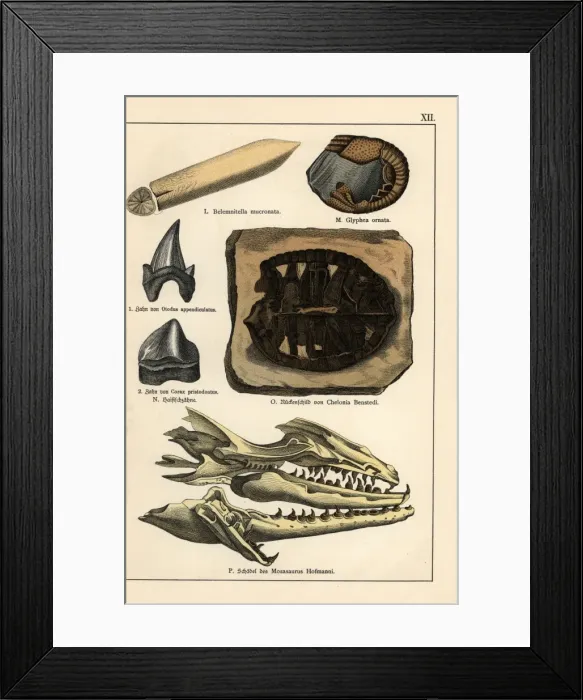 Framed Print : Fossils of extinct celaphopod, crustacean, turtle and shark Framed Print : Fossils of extinct celaphopod, crustacean, turtle and shark