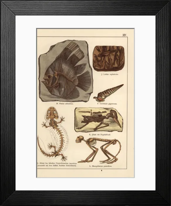 Framed Print : Fossil skeletons of fish, shell, bird and monkey