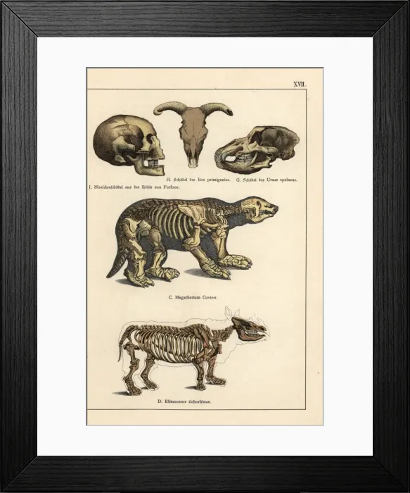Framed Print : Fossil skulls and skeletons Framed Print : Fossil skulls and skeletons