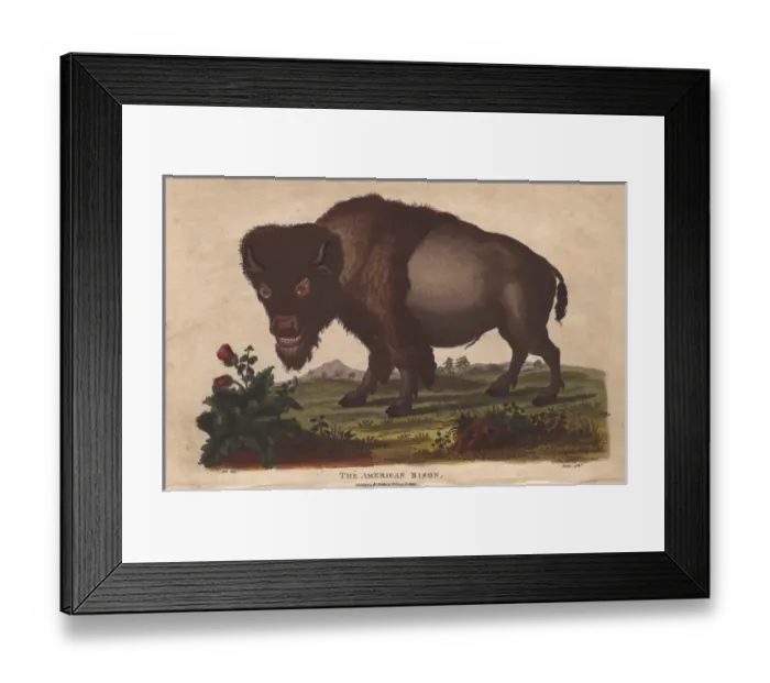 Framed Print : American bison, Bison americanus Framed Print : American bison, Bison americanus
