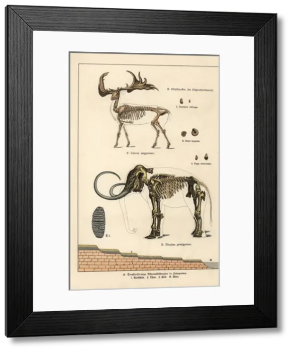 Framed Print : Fossil skeletons of great Irish deer and woolly mammoth Framed Print : Fossil skeletons of great Irish deer and woolly mammoth