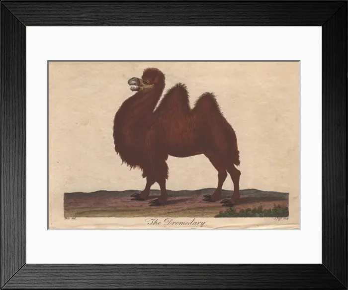 Framed Print : Dromedary camel, Camelus dromedarius Framed Print : Dromedary camel, Camelus dromedarius