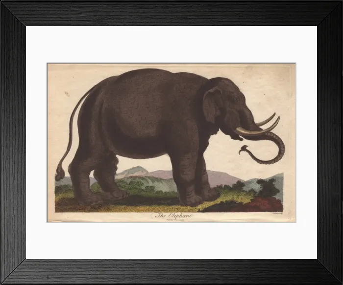 Framed Print : Elephant, Elephas maximus Framed Print : Elephant, Elephas maximus