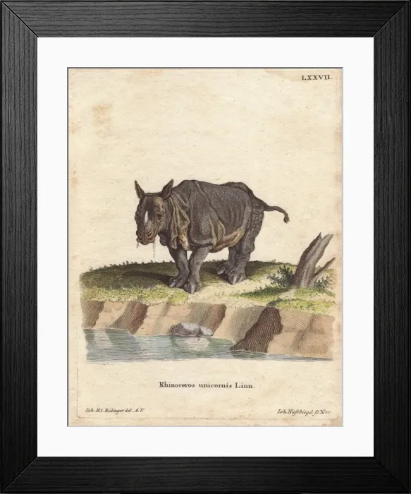 Framed Print : Indian rhinoceros or greater one-horned rhino Framed Print : Indian rhinoceros or greater one-horned rhino
