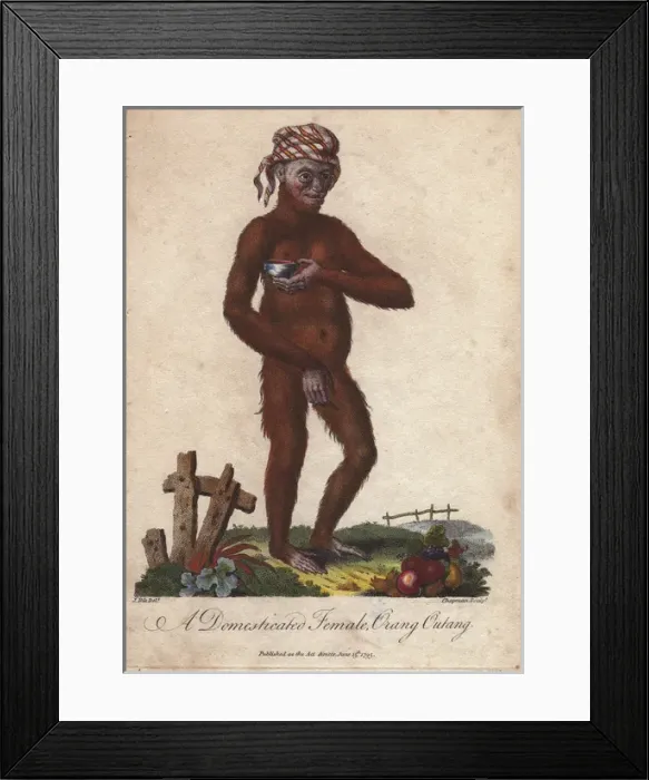 Framed Print : Domesticated orang utan (female) wearing a Framed Print : Domesticated orang utan (female) wearing a