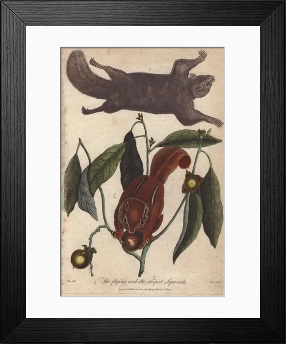 Framed Print : Flying squirrel and striped squirrel, Glaucomys Framed Print : Flying squirrel and striped squirrel, Glaucomys