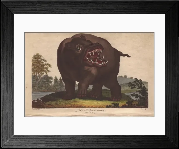 Framed Print : Hippopotamus, Hippopotamus amphibius Framed Print : Hippopotamus, Hippopotamus amphibius