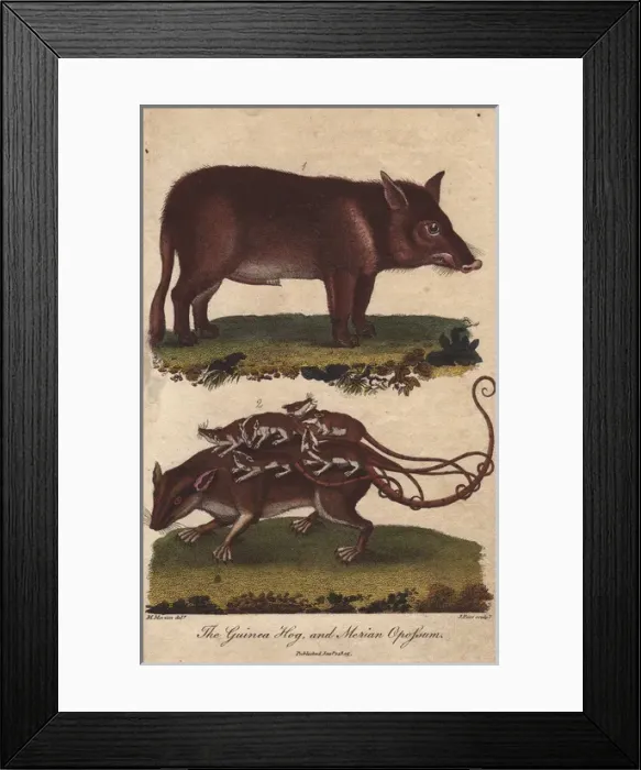 Framed Print : Guinea hog and Merian opossum, Sus scrofa, Didelphys murina Framed Print : Guinea hog and Merian opossum, Sus scrofa, Didelphys murina