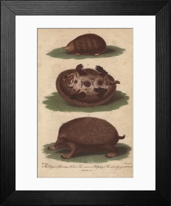 Framed Print : Cape or Siberian Mole and common hedgehog Framed Print : Cape or Siberian Mole and common hedgehog