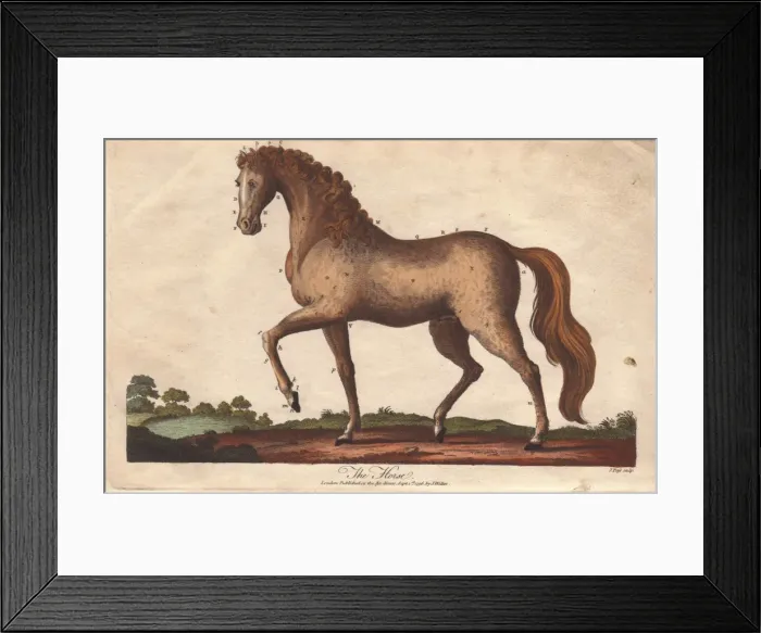 Framed Print : Horse, Equus caballus Framed Print : Horse, Equus caballus