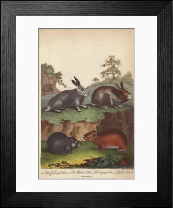 Framed Print : Hares and hooded rabbit, Oryctolagus cuniculus Framed Print : Hares and hooded rabbit, Oryctolagus cuniculus