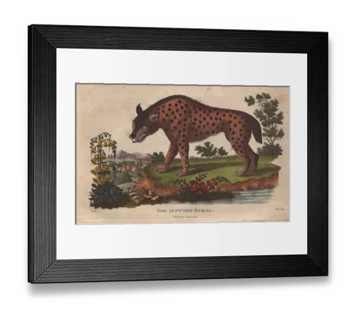 Framed Print : Spotted hyena, Crocuta crocuta Framed Print : Spotted hyena, Crocuta crocuta
