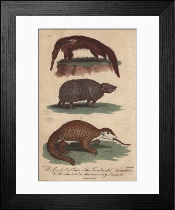 Framed Print : Great anteater, three-banded armadillo Framed Print : Great anteater, three-banded armadillo
