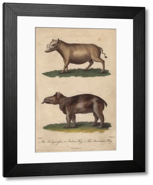 Framed Print : Indian hog or Babyroussa and American hog Framed Print : Indian hog or Babyroussa and American hog