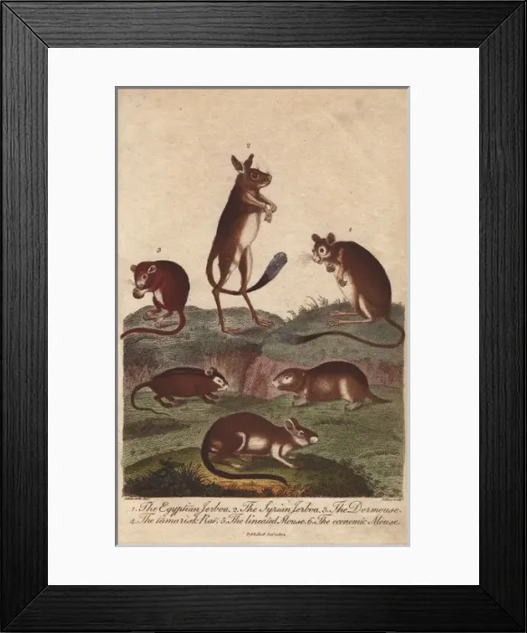 Framed Print : Egyptian jerboa, Syrian jerboa, dormouse, tamarisk Framed Print : Egyptian jerboa, Syrian jerboa, dormouse, tamarisk