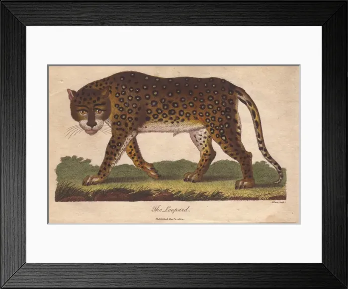 Framed Print : Leopard, Panthera pardus Framed Print : Leopard, Panthera pardus
