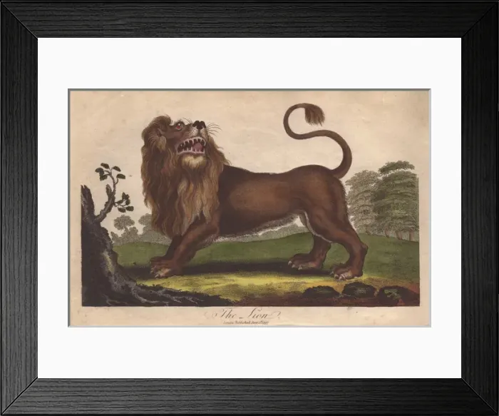 Framed Print : Lion, Panthera leo Framed Print : Lion, Panthera leo
